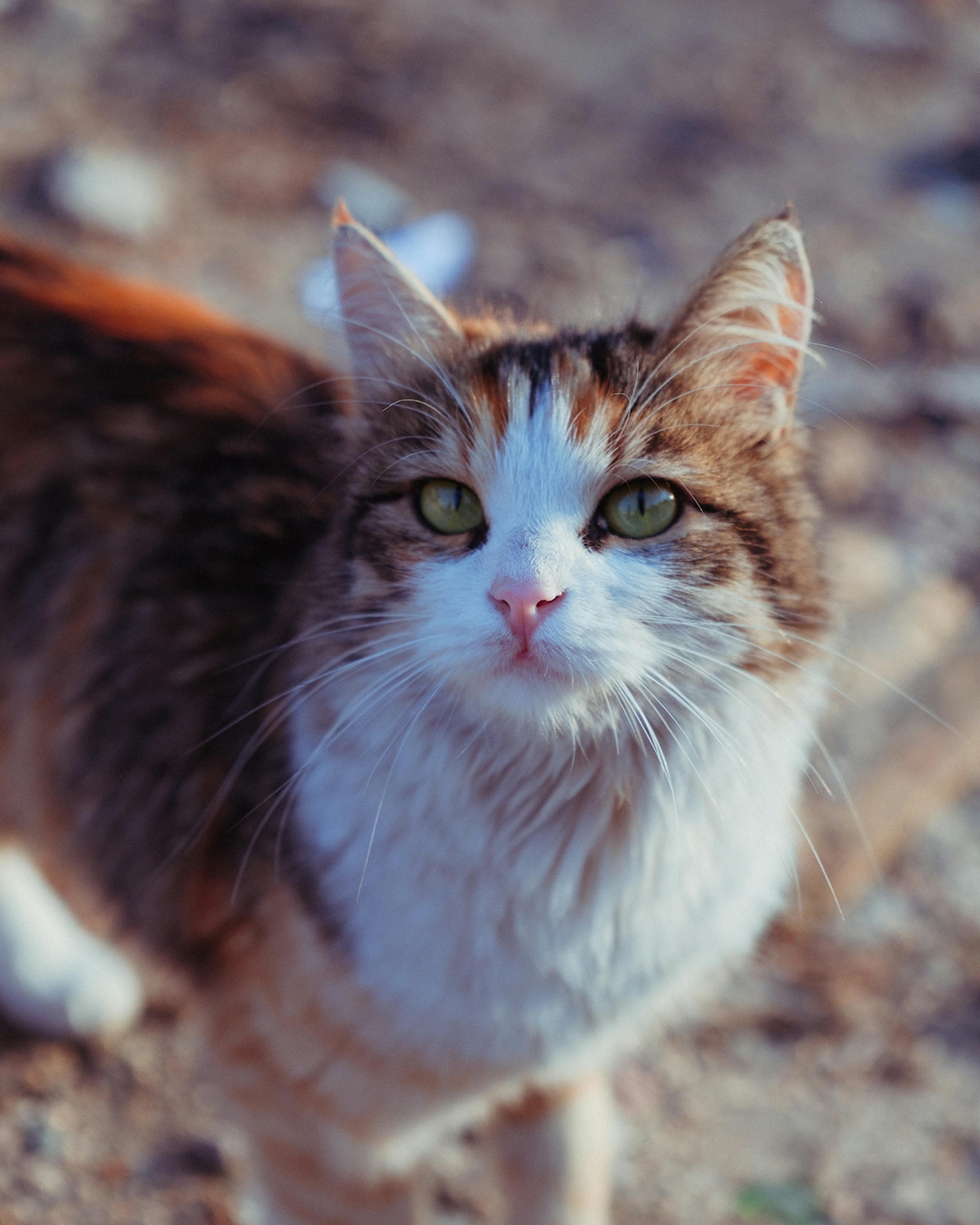 adorable long haired cat in gaziantep outdoors