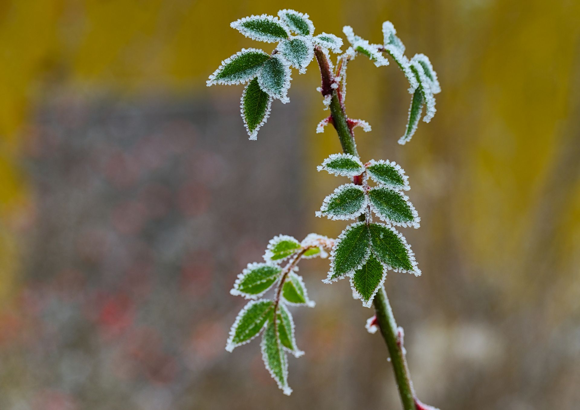Close-up of frost-covered leaves in Salzgitter forest during winter.