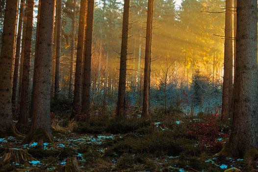 Captivating sun rays illuminate a tranquil winter forest in Lower Saxony, Germany.