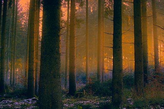 A stunning winter forest scene in Salzgitter, Germany with enchanting sun rays through pine trees.
