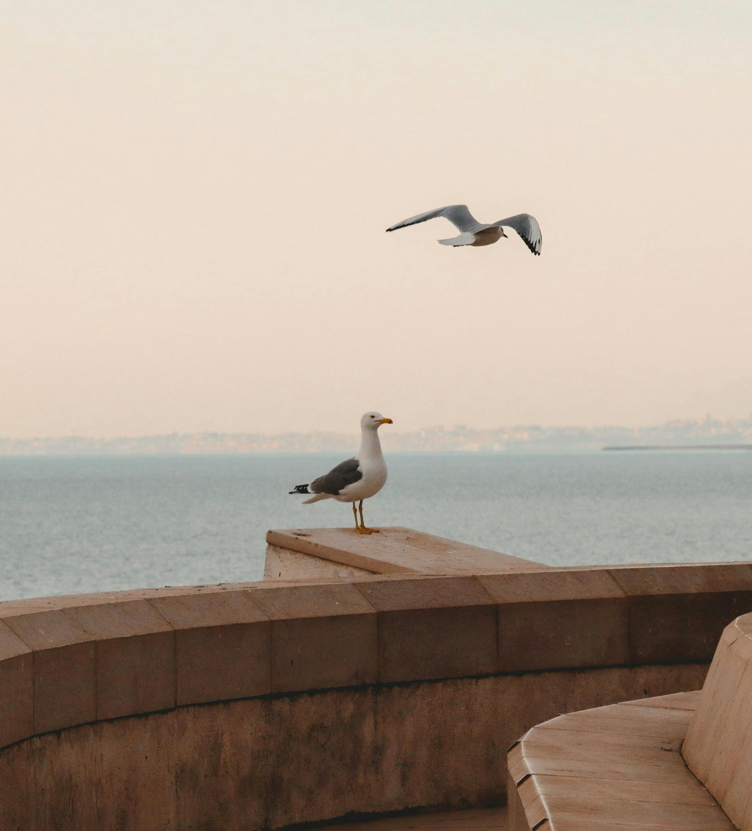 Two seagulls perched on seaside balcony overlooking calm ocean at sunset.
