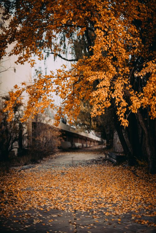 Serene Pathway with Golden Autumn Leaves · Free Stock Photo