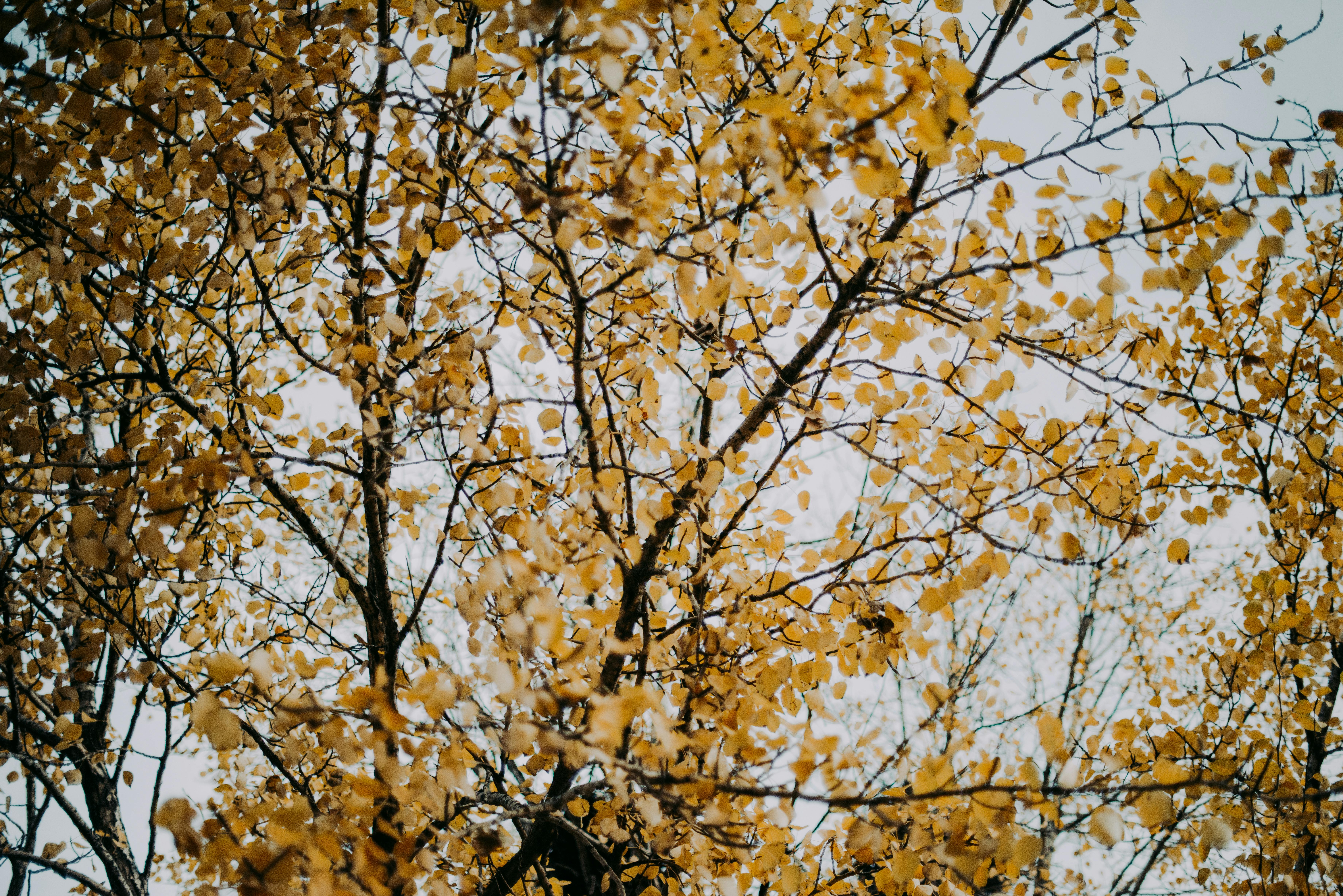 Gros plan de branches nues avec des feuilles d'automne jaunes contre le ciel.