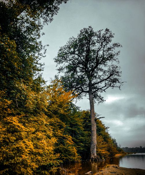 Free stock photo of alandan, apple, autumn Stock Photo