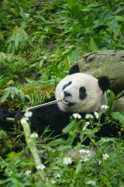 A giant panda peacefully munches on bamboo amidst a verdant, natural habitat, exemplifying wildlife at ease.