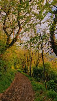 Peaceful forest path in Lovere, Lombardy during golden hour with lush greenery.