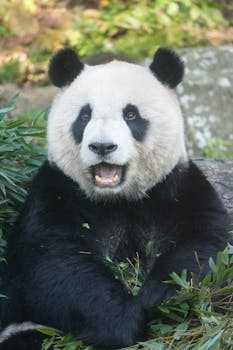 Giant Pandas - China's Treasures