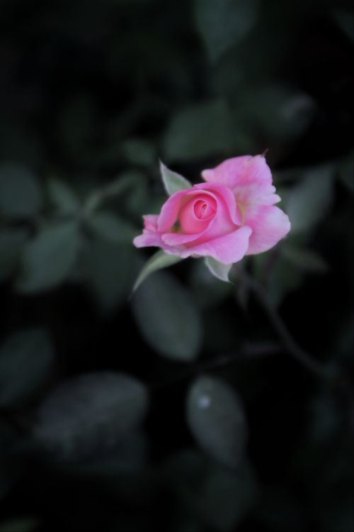 Free Delicate pink rose blossom set against a dark moody background, showcasing its natural beauty. Stock Photo
