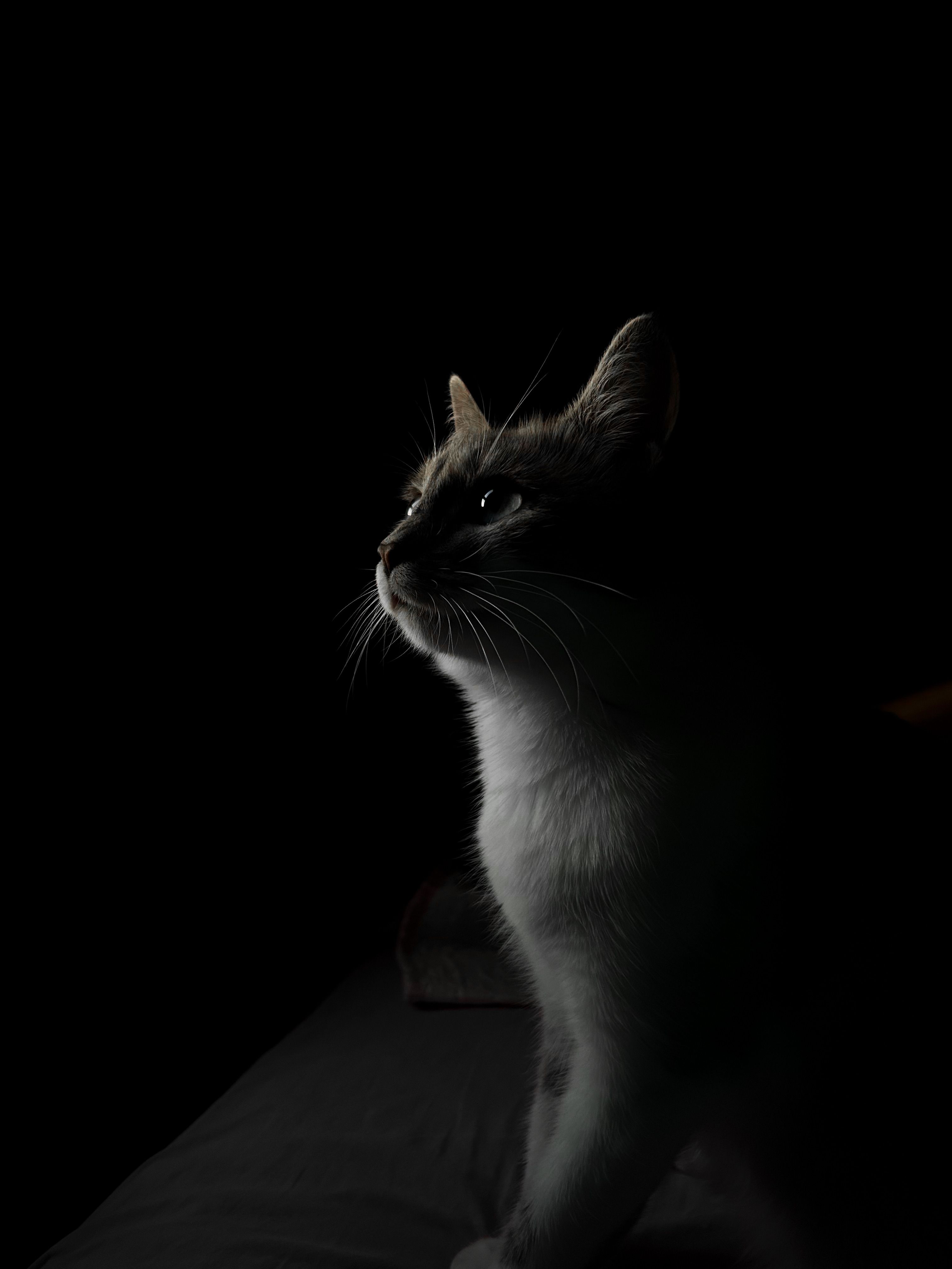 A white and gray cat captured in moody low key lighting, highlighting its profile.