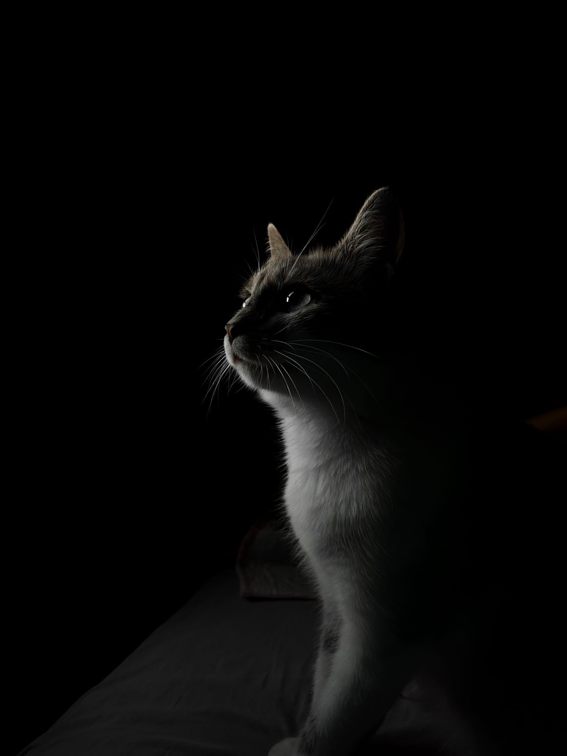 Low Key Cat Example Moody Cat in Dramatic Low Key Lighting · Free Stock Photo