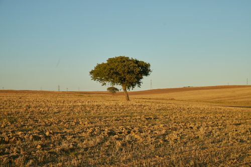 Free A solitary tree in a vast, golden field under a clear sky at sunset. Stock Photo