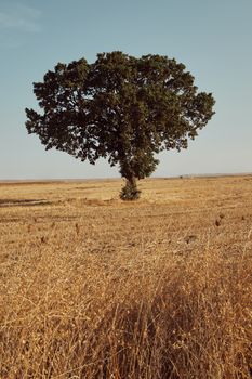 A wide, scenic view of a lone oak tree standing in a vast, golden field under a clear sky.