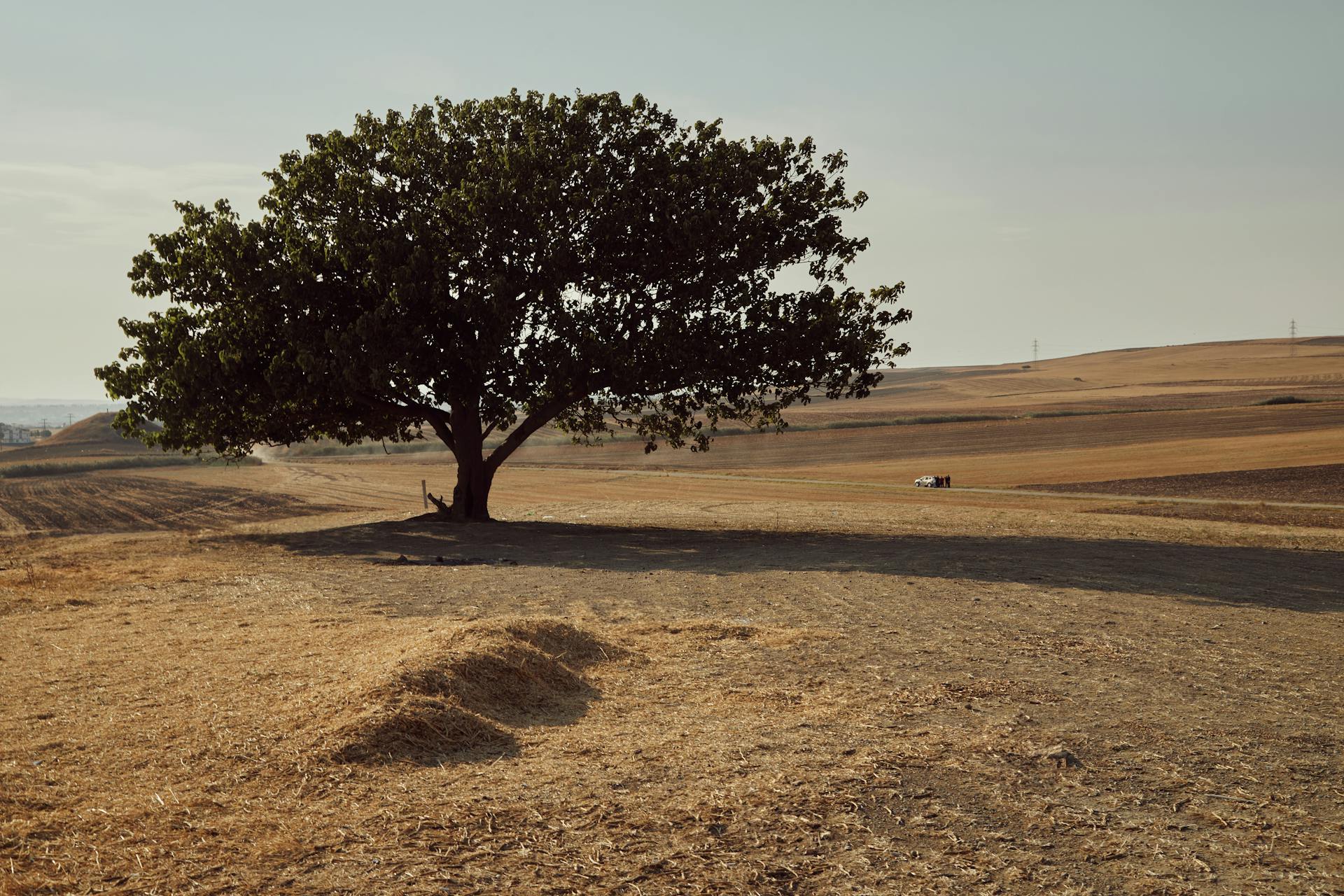 Free stock photo of amazing, arbol, arboles