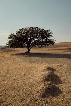 A lone tree on a dry field under a summer sky, evoking solitude and resilience.