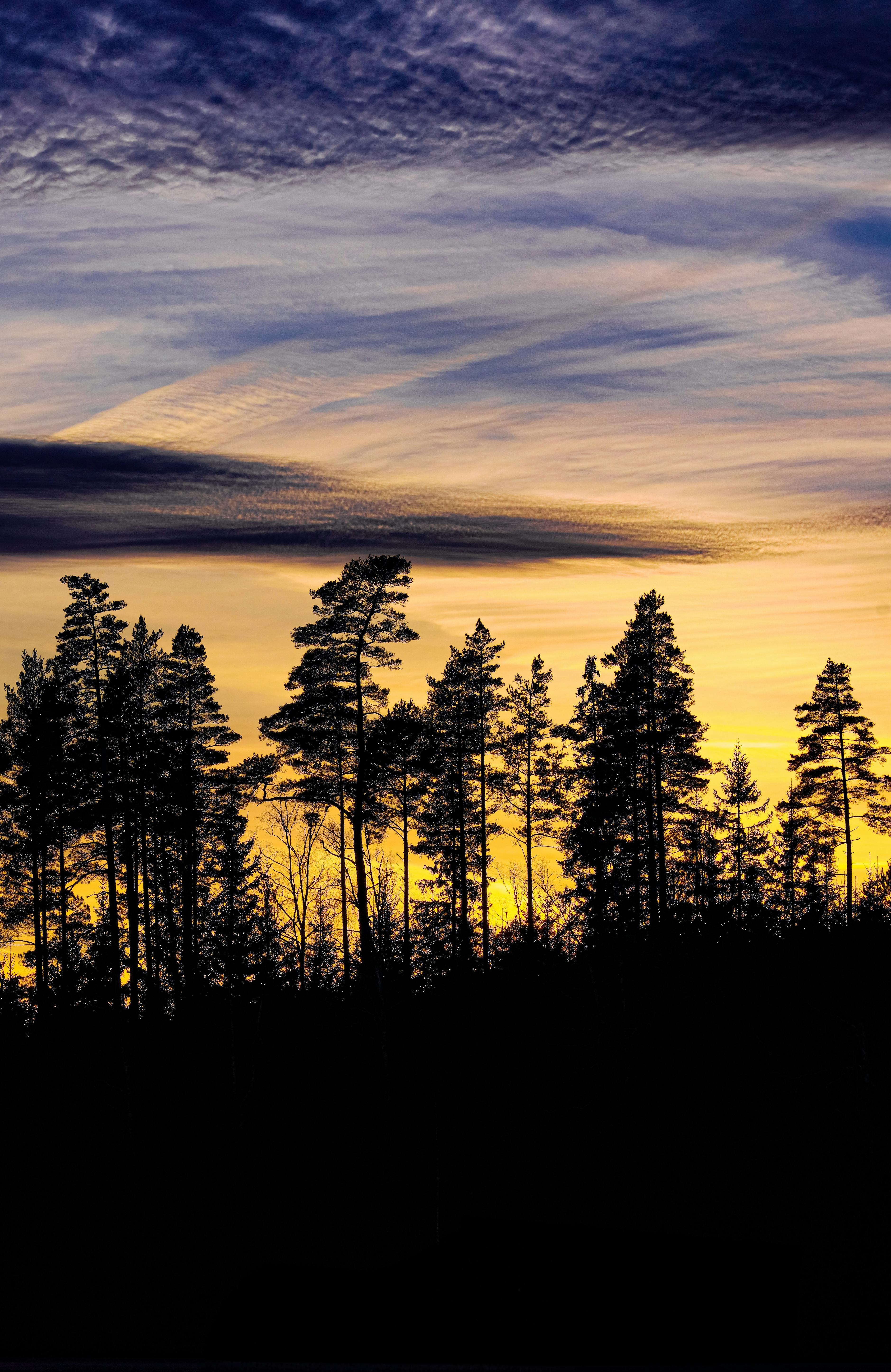 Silhouette of pine trees against a dramatic sunset sky, showcasing nature's beauty.