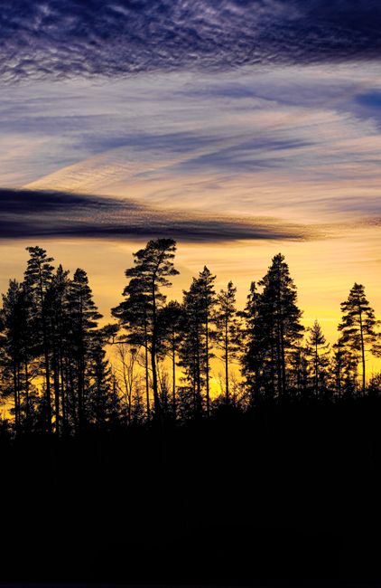 Silhouette of pine trees against a dramatic sunset sky, showcasing nature's beauty.