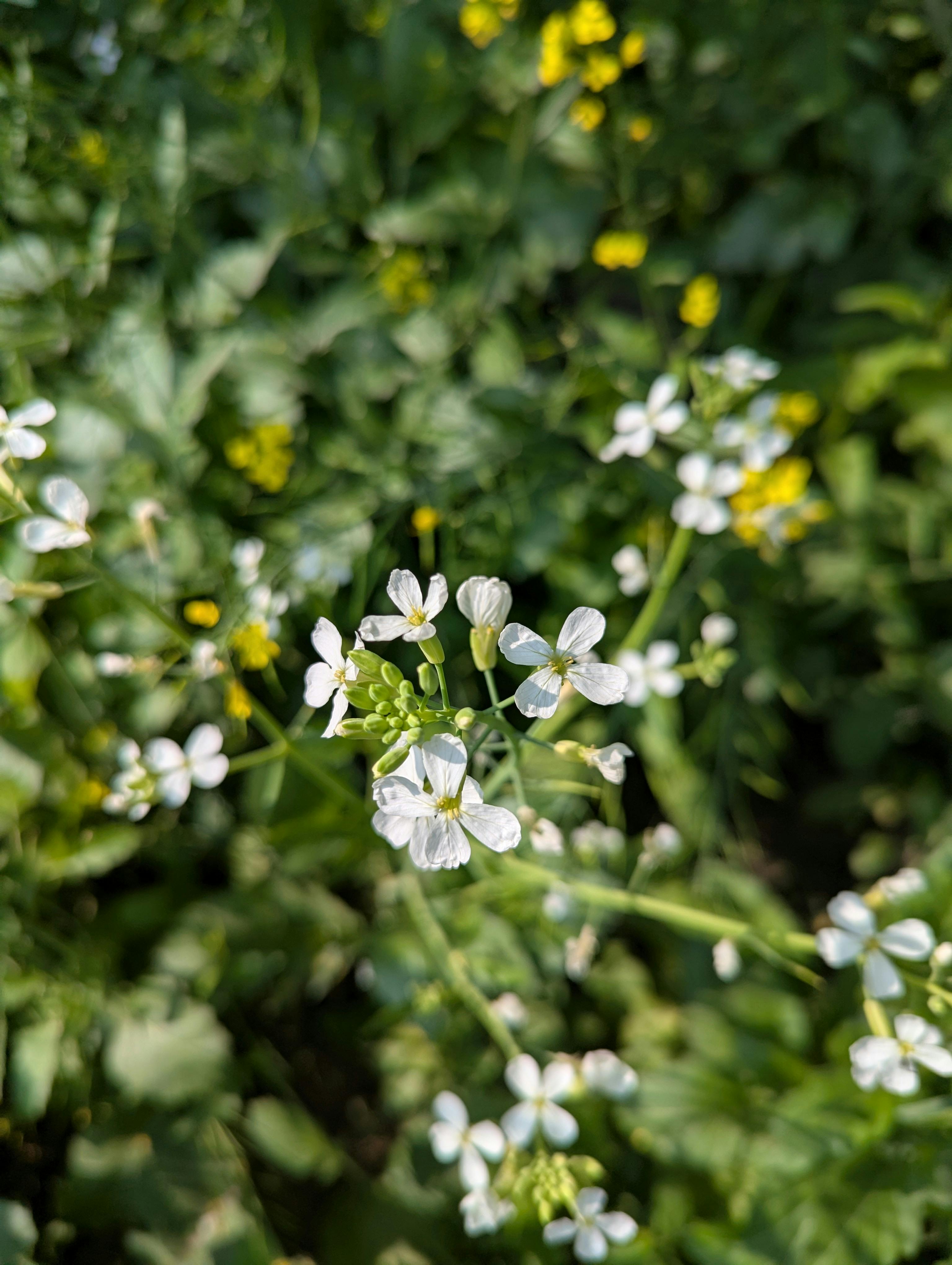 [ColoSach]-a-close-up-of-delicate-white-mustard-flowers-in-vibrant-bloom-against-a-green-leafy-background.