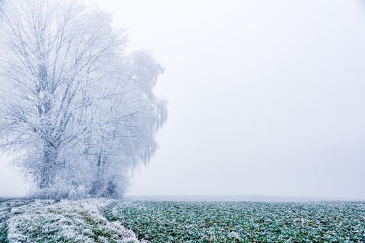 A tranquil winter scene featuring frosty trees and a foggy field in Ankum, Germany.