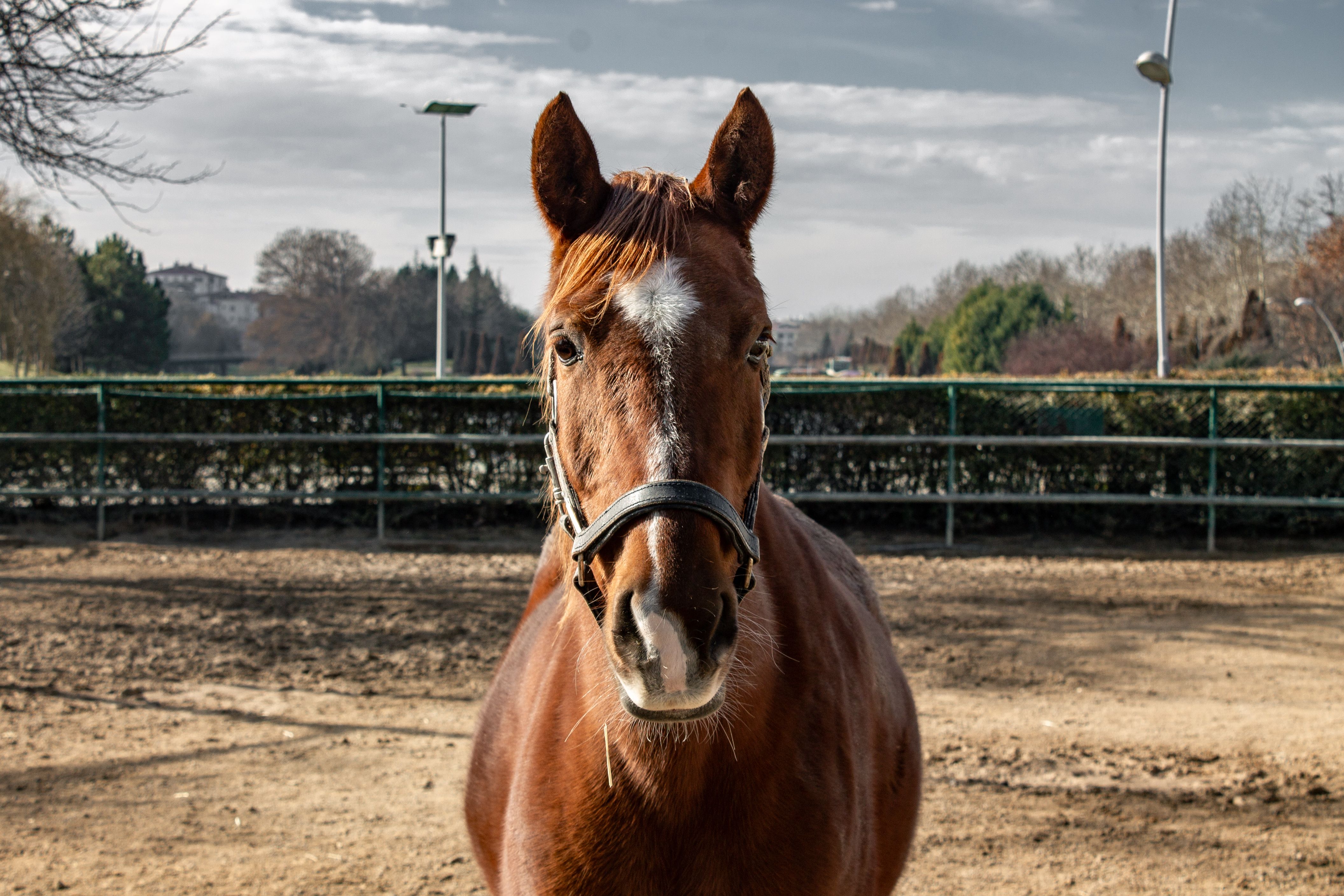 epiq Animal Health and Interpath Global Celebrate One Year in United States Distribution and E-Commerce - EquiManagement — Ph