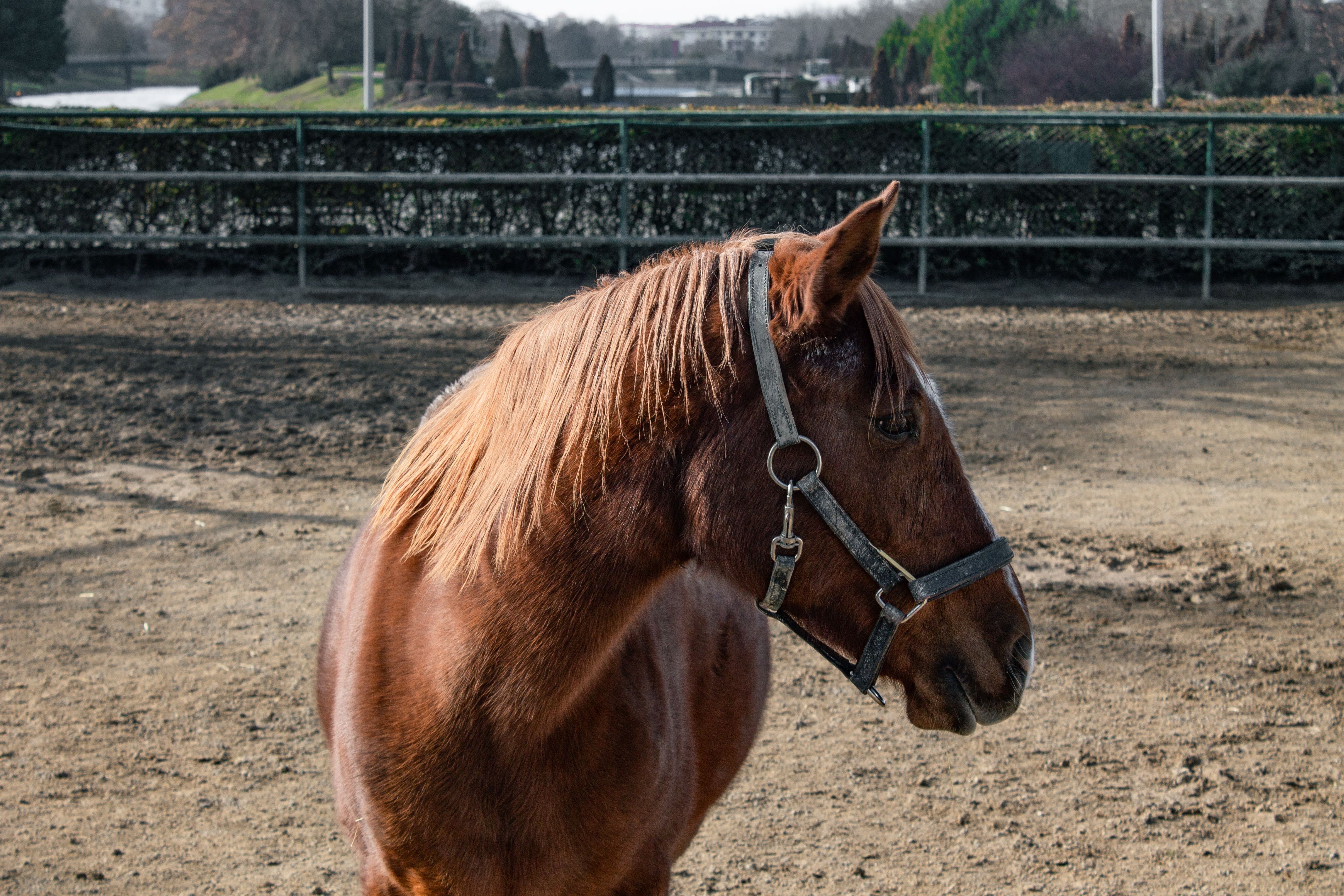 Haras National de Cluny