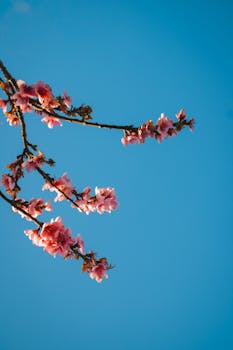 Pink blossoms on a branch reaching towards a bright blue sky in Totonicapán, Guatemala.