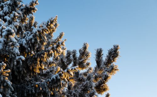 Free Frosted pine branches bathed in winter sunlight against a blue sky. Stock Photo