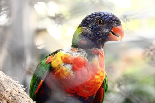 Shallow Focus Photo of Red, Blue, and Green Bird