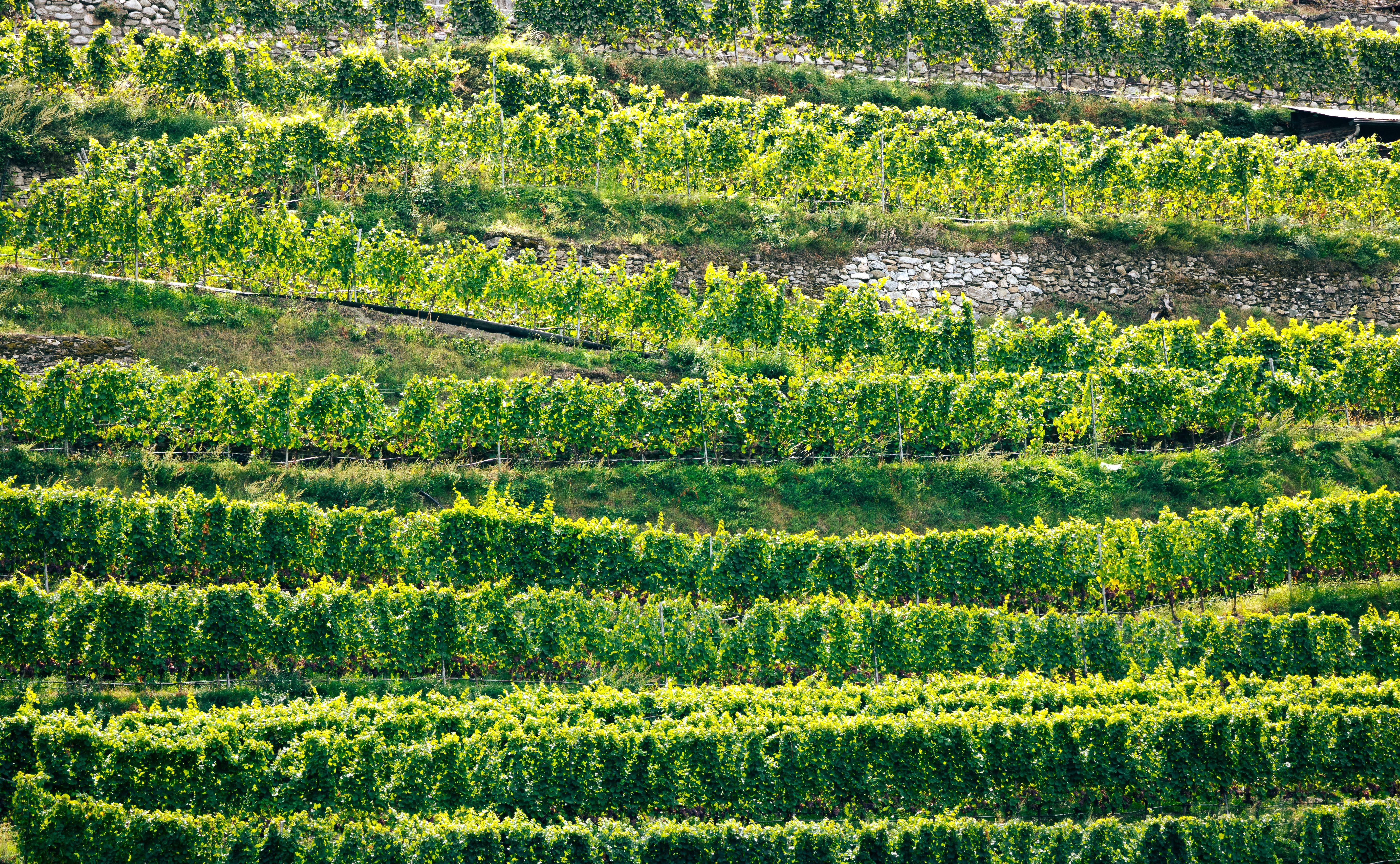 Lush green vineyards on terraced hills in Aosta Valley, Italy with rows of grapevines.