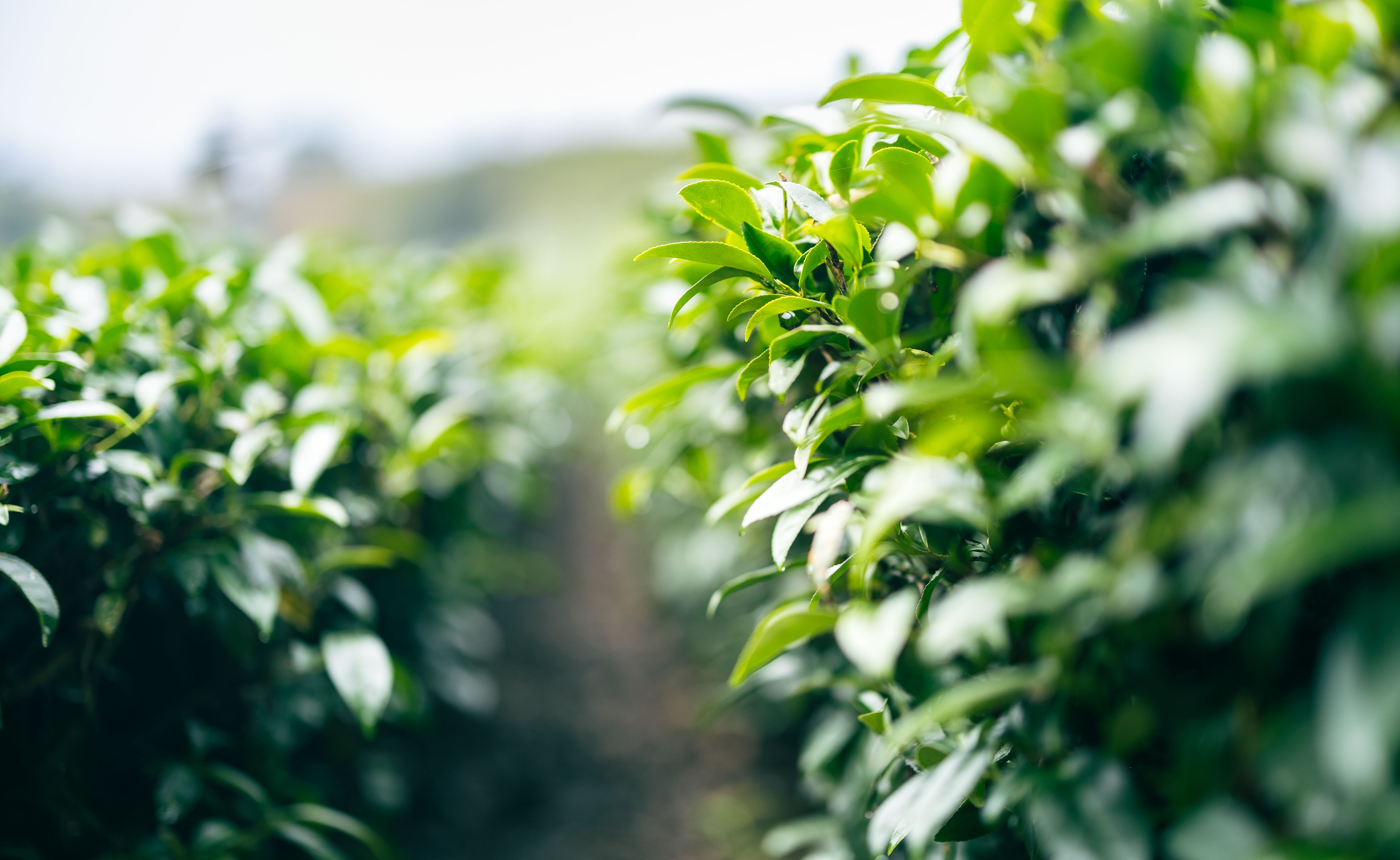 Transportadores de metais regulam homeostase de zinco em Camellia sinensis e revelam redes metabólicas