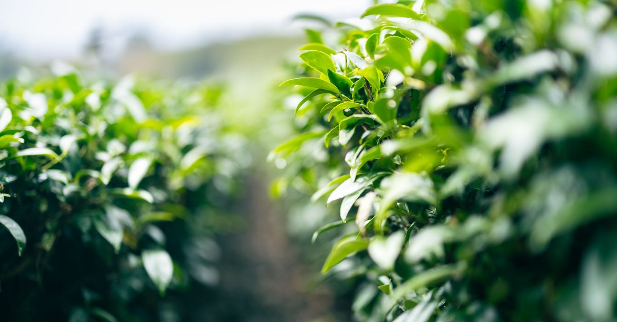 Gene Targeting Could Boost Tea Flavor and Cold Resistance, Phys.org Reports