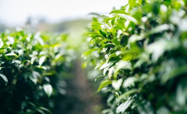 Handunugoda Tea Estate, Sri Lanka: Virgin White Tea Guide