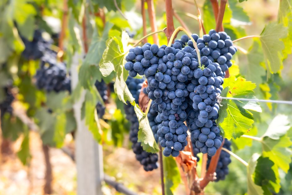 Close-up of ripe grapes in a sunlit Italian vineyard during harvest season.