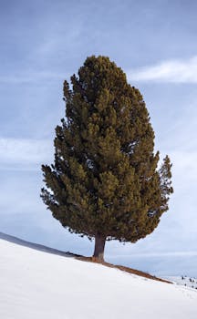 A solitary pine tree stands on a snowy mountain slope under a clear blue sky.