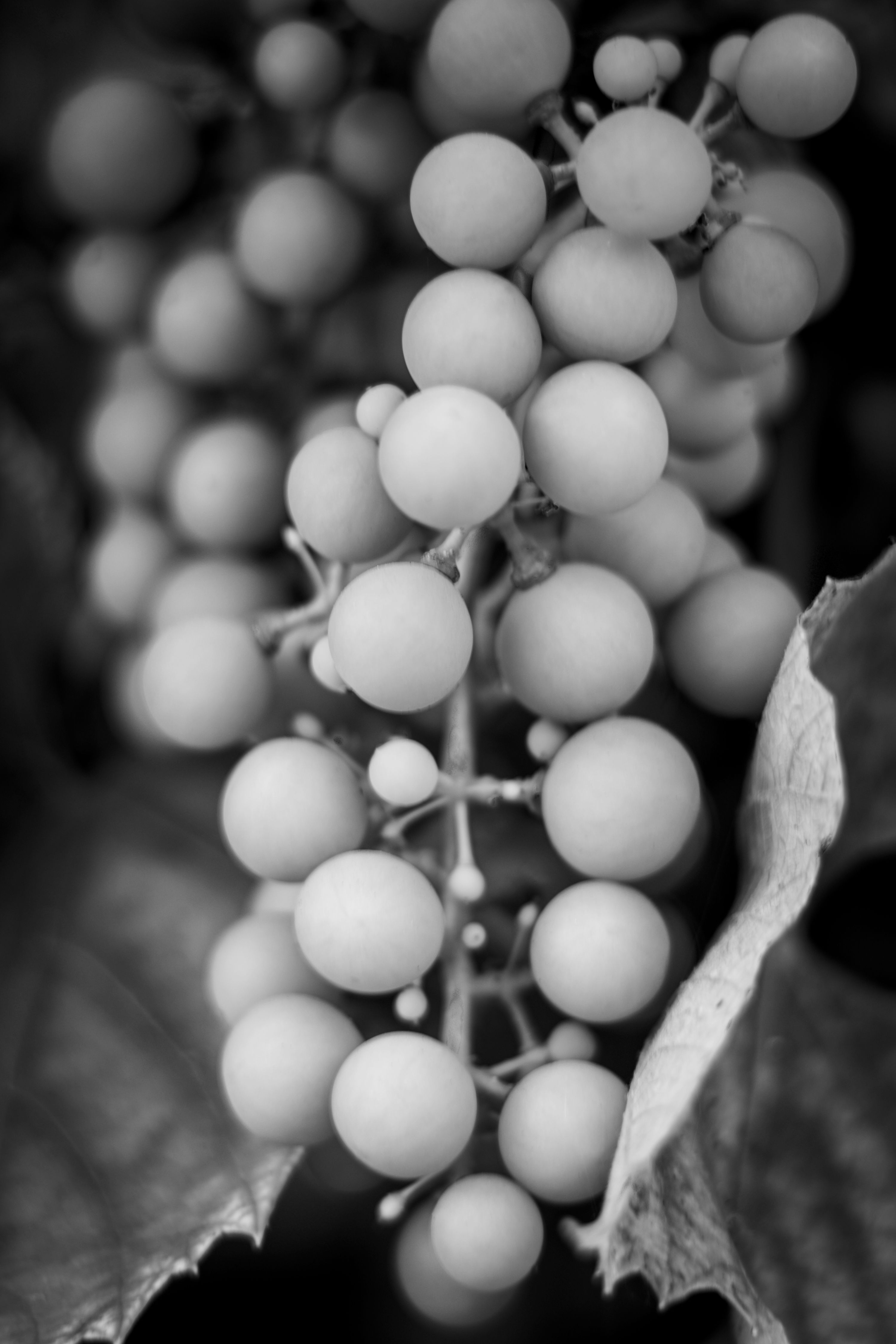 Artistic black and white photo of a grape cluster on a vine.