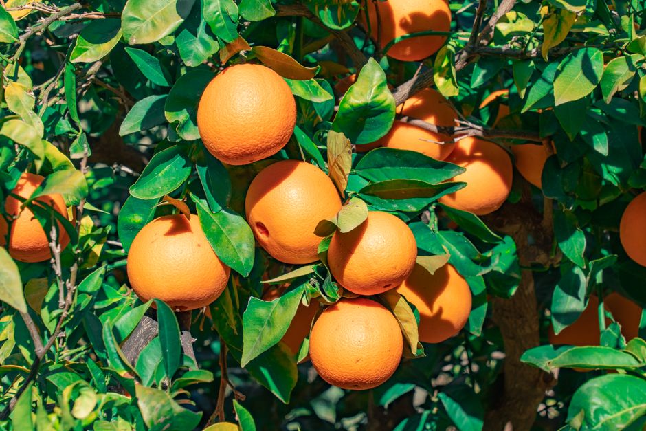 Historic citrus grove in Central Florida Historic citrus grove in Central Florida