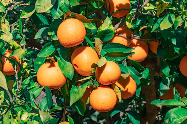 Cluster of ripe Kinnow oranges on the tree