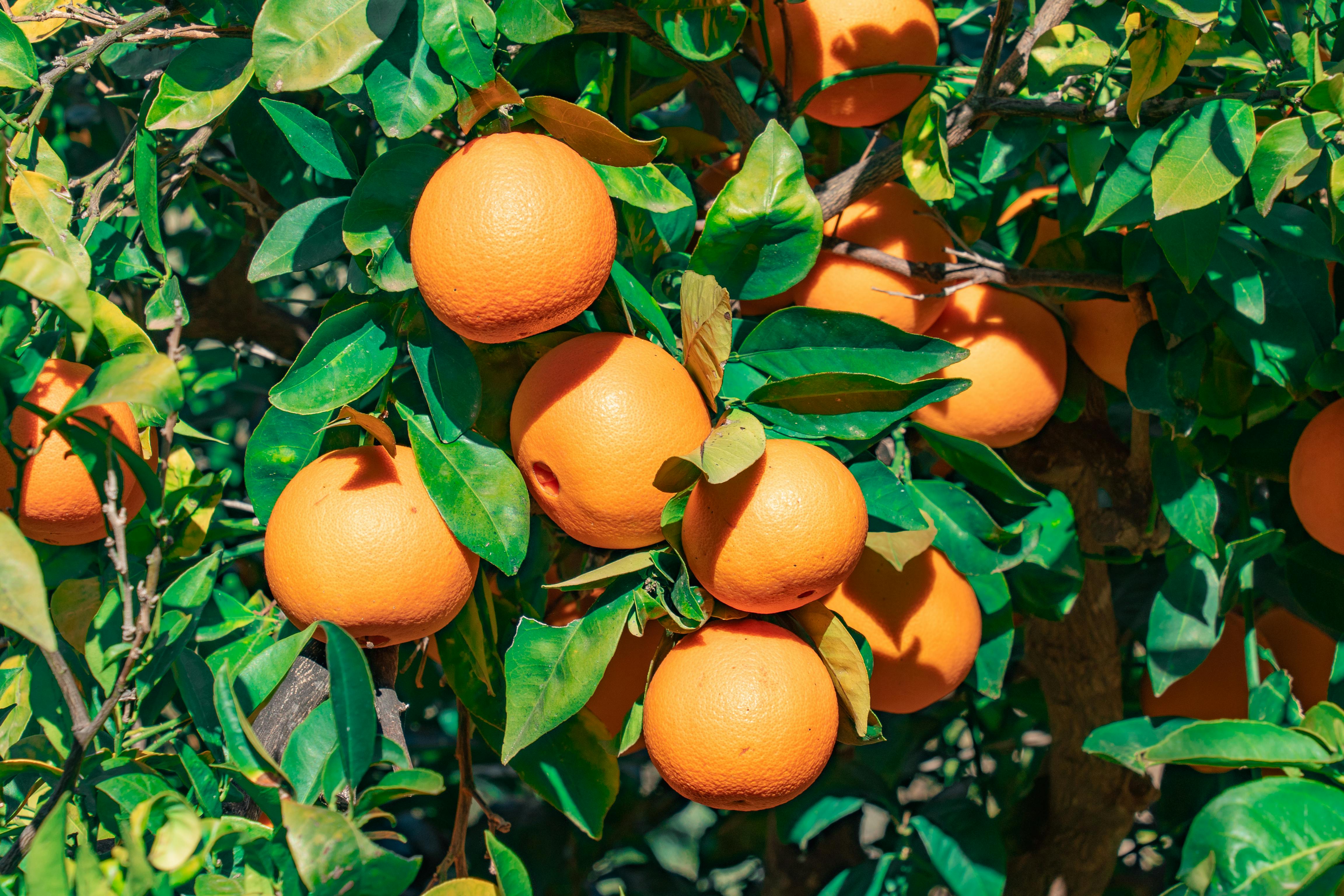 Shishgan kokrak fotosurati