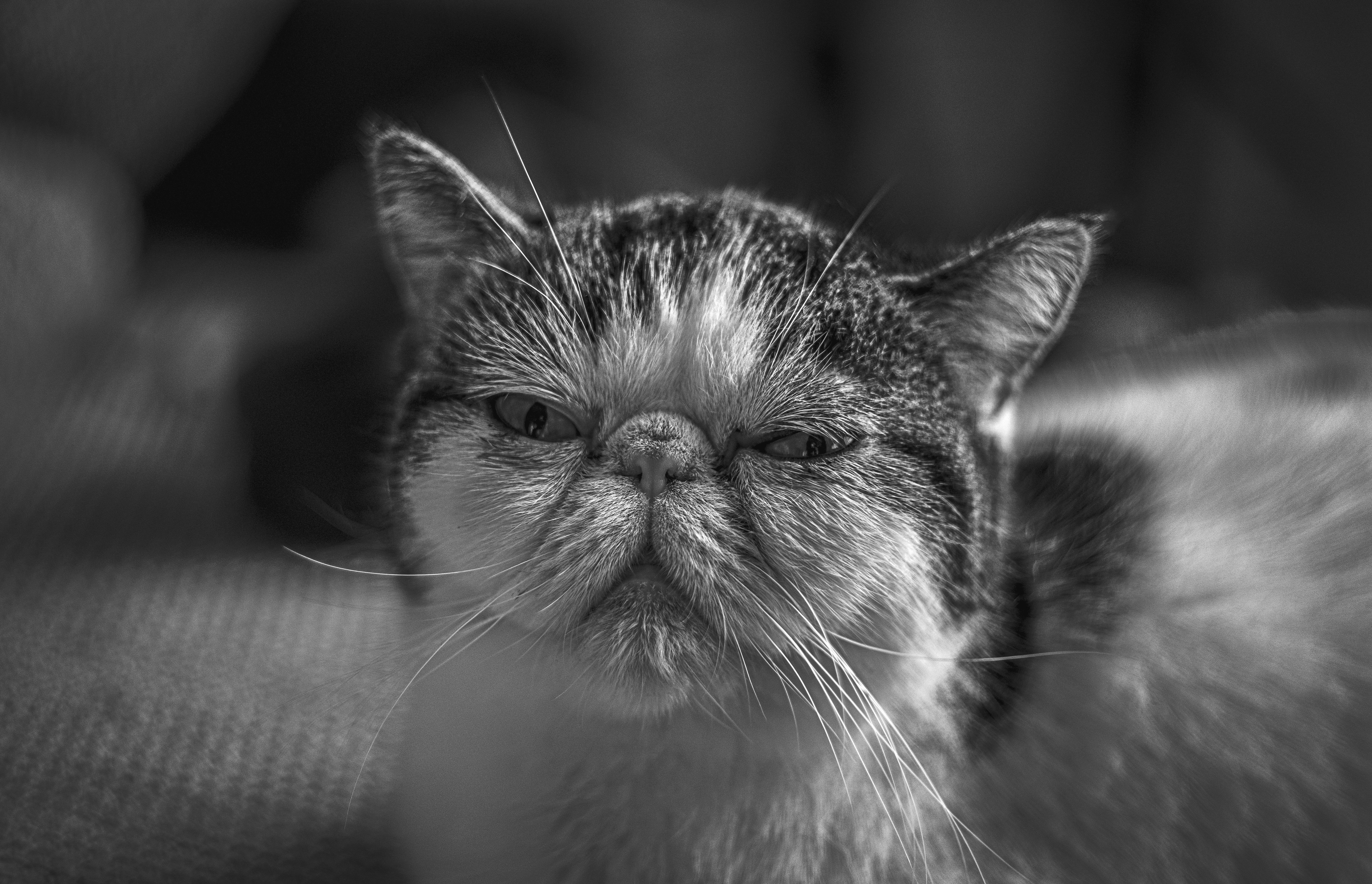 Close-Up Portrait of a Persian Cat in Black and White · Free Stock Photo