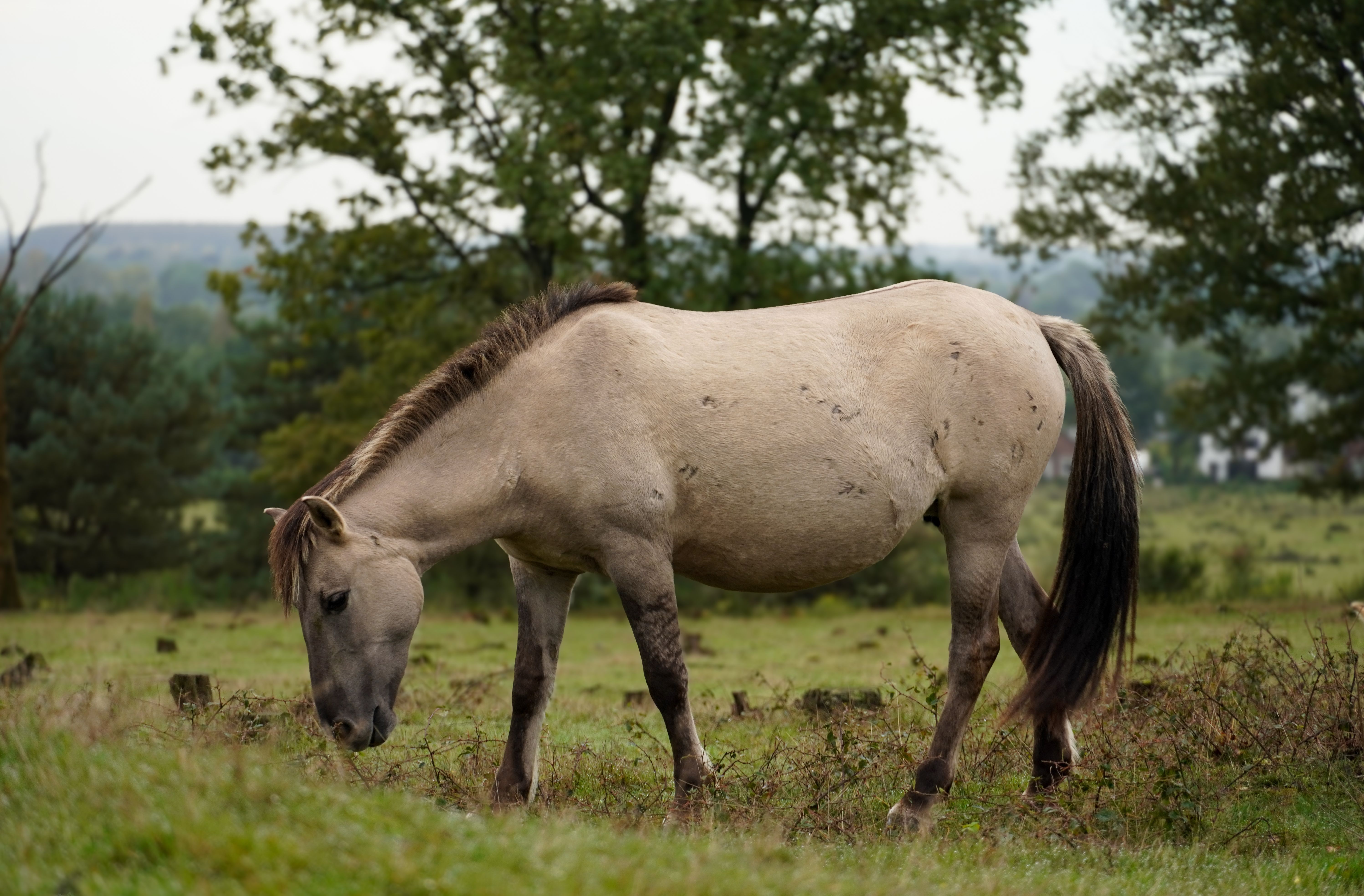 Paardensilhouetten voor herfstwand decoratie.