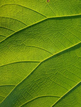 Close-up of a vibrant green leaf, showcasing intricate vein details in a macro shot.