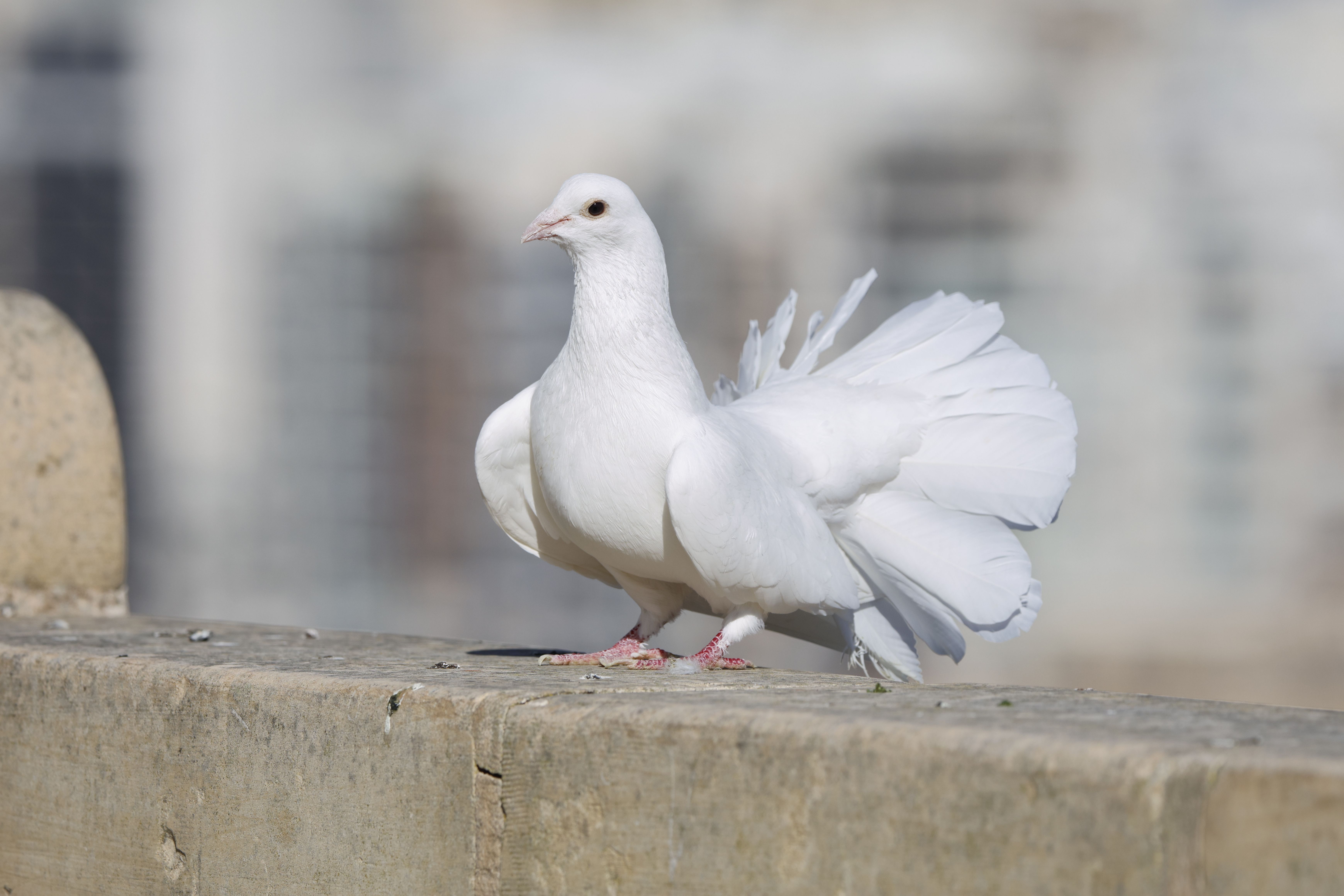 Illustrative image about the meaning of dreaming About Doves: Symbolism of Peace, Love, and New Beginnings
