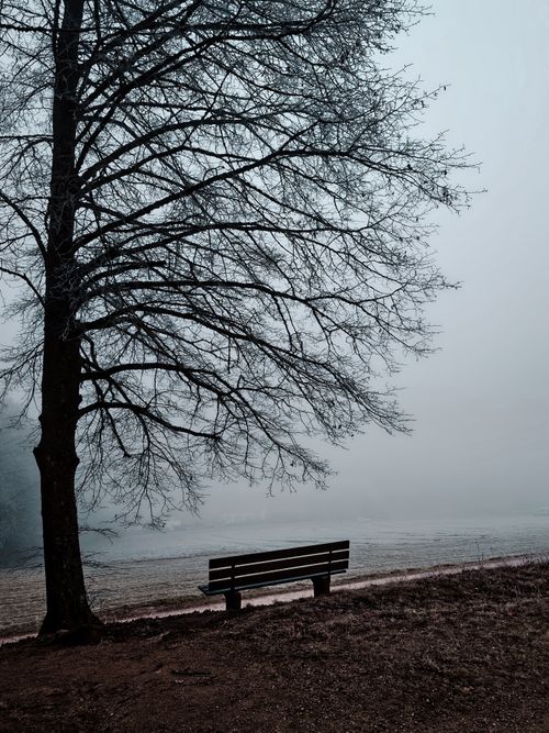 Free A serene foggy landscape with a lone tree and an empty bench, evoking tranquility. Stock Photo