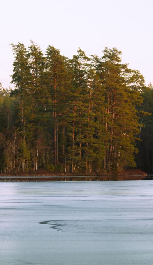Free Frozen lake with tall pine trees and a tranquil winter scenery. Stock Photo