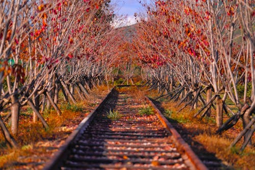 Where Fall Leaves Will Be At Their Brightest This Month
