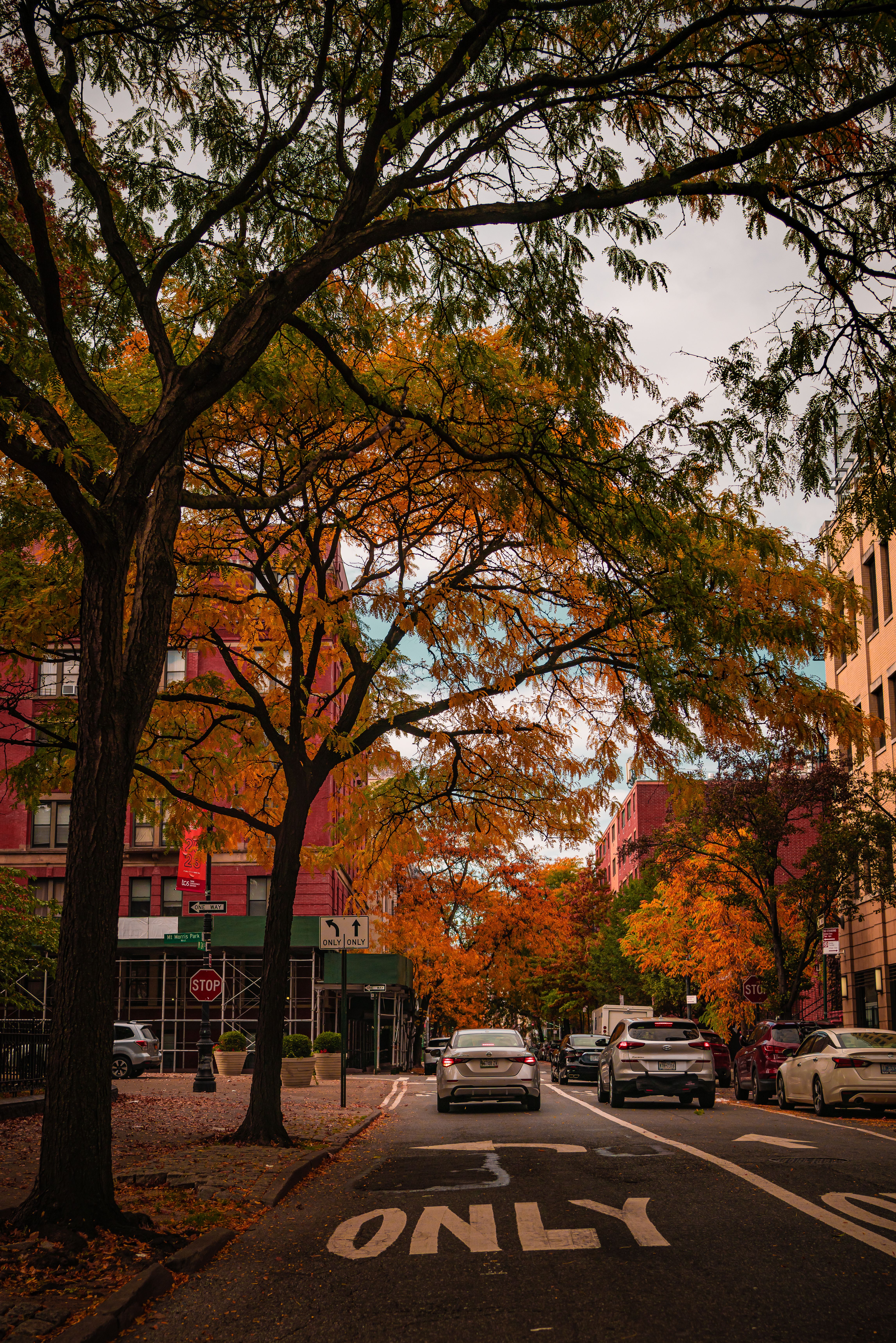 Autumn Street in New York City · Free Stock Photo