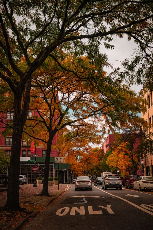 Autumn Street in New York City · Free Stock Photo