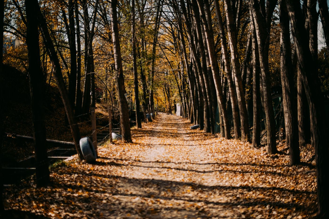 A quiet path through an autumn forest