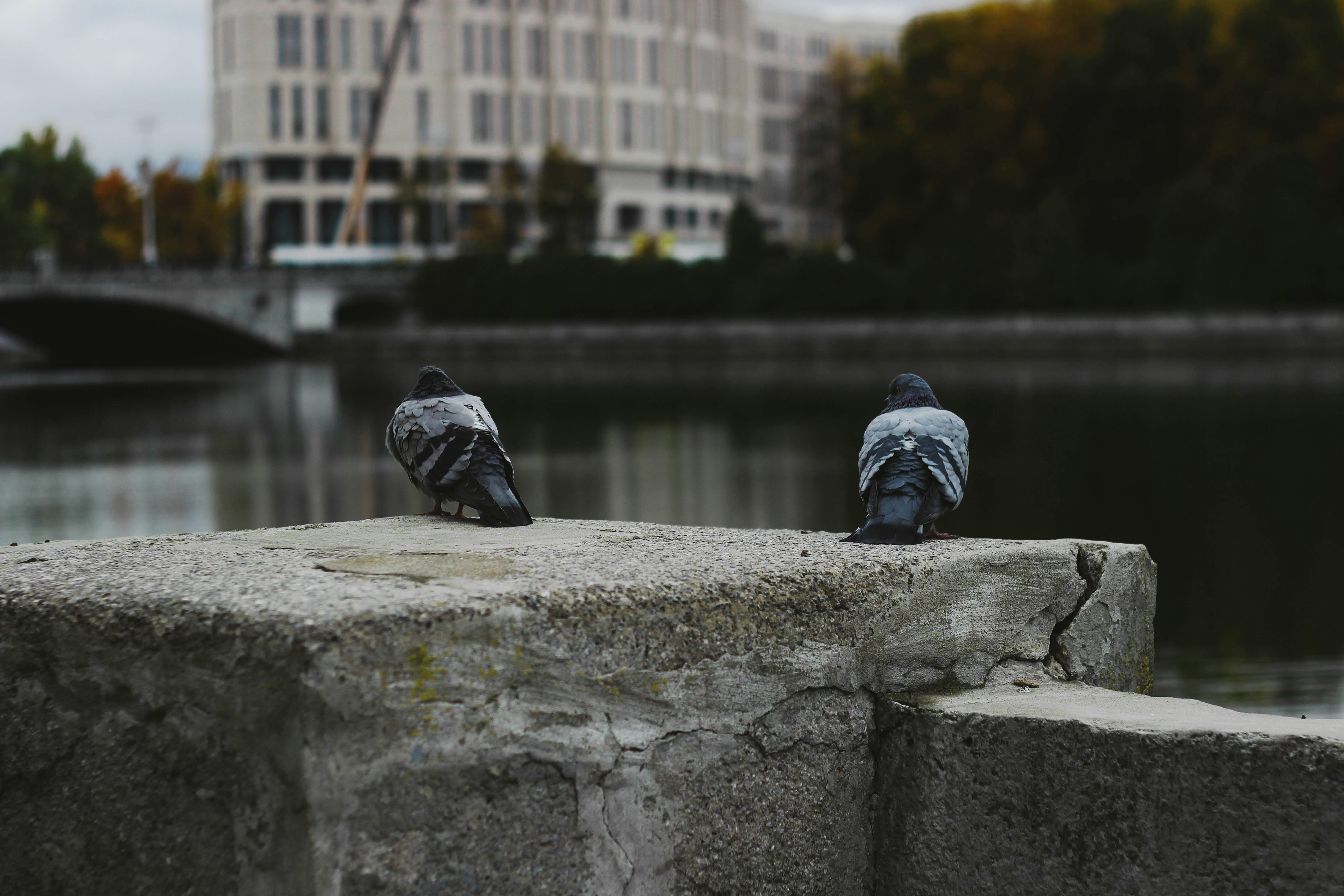 Free stock photo of bird, city, minsk