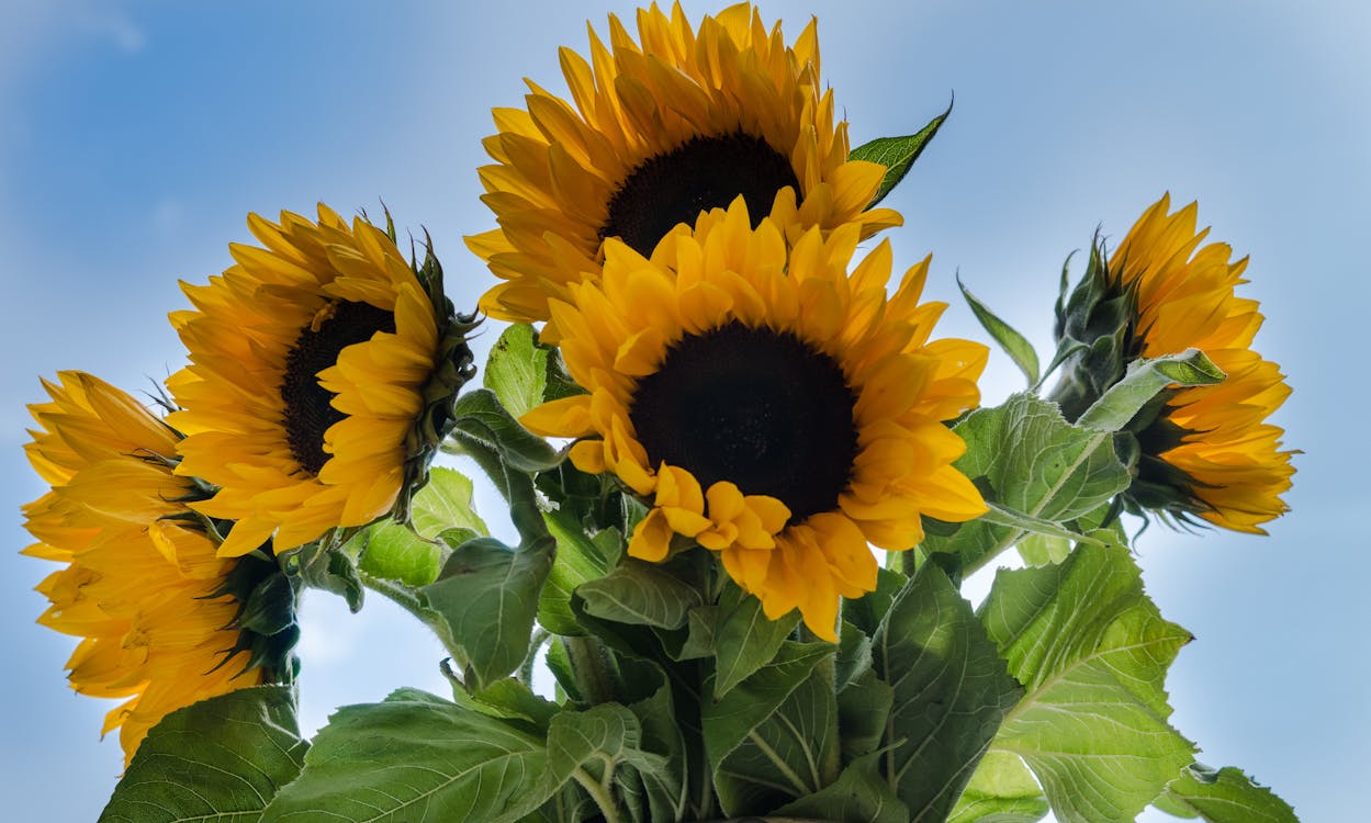 Free Photo of Sunflowers Stock Photo