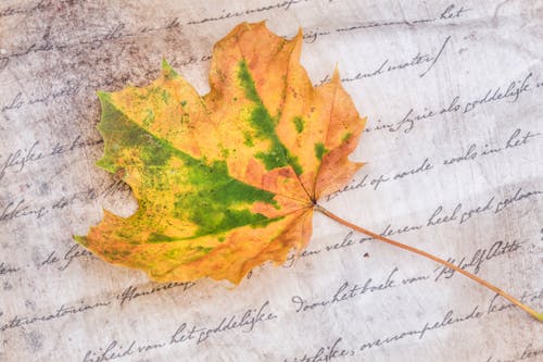 Free Brown and Green Maple Leaf Stock Photo